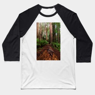 Fallen Redwood Tree Baseball T-Shirt